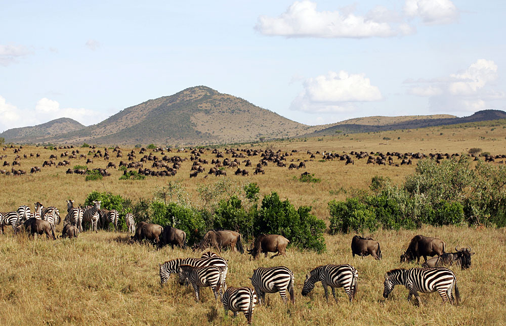 Masai_Mara_National_Reserve_042